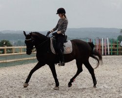 dressage horse Royal Dream N (Danish Warmblood, 2001, from Rosenkoenig)