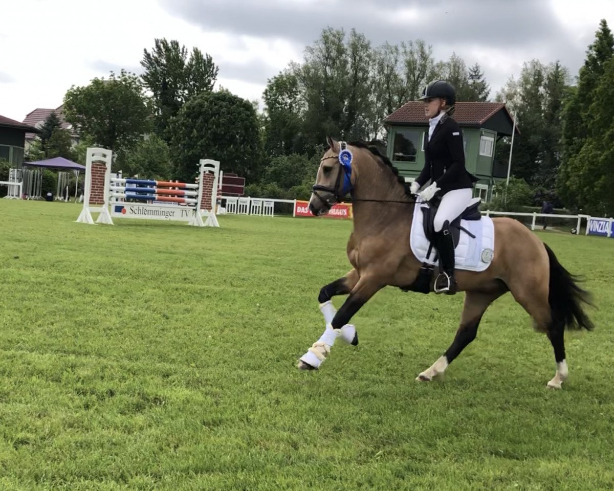 stallion Diamantini Ea WE (German Riding Pony, 2016, from Diamond Touch NRW)