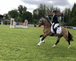 stallion Diamantini Ea WE (German Riding Pony, 2016, from Diamond Touch NRW)