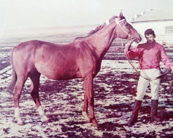 stallion Reitar xx (Thoroughbred, 1975, from Rubilnik xx)