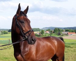 dressage horse Quicksilver 23 (Westphalian, 2007, from Quinta Real)