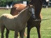 dressage horse Delpherano's (German Riding Pony, 2019, from Dating At NRW)