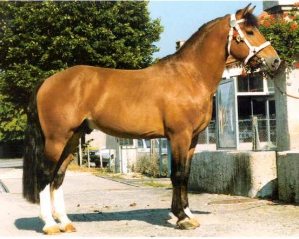 stallion Edinbourg (Freiberger, 1994, from Estafette)