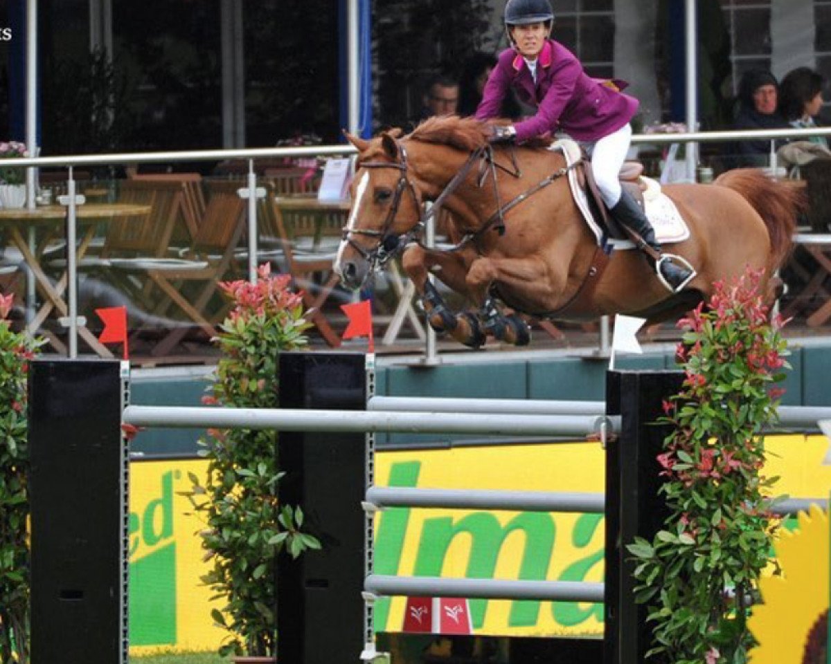 Deckhengst Icarus (Belgisches Warmblut, 2008, von Douglas)