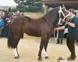 stallion Eiffel (Freiberger, 2002, from Eiger)