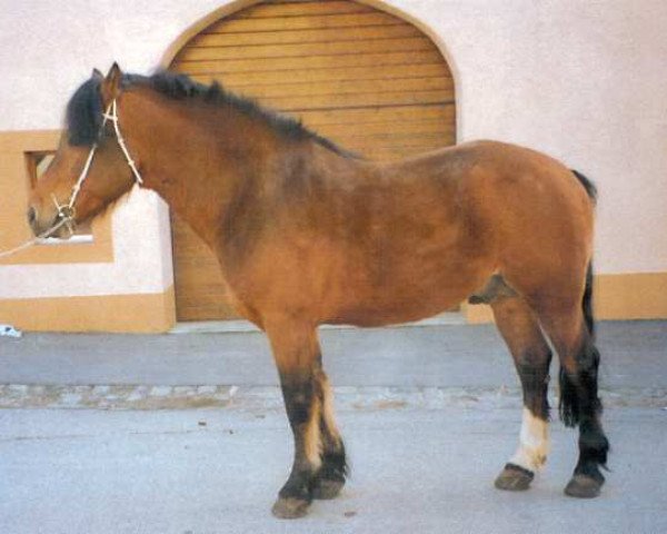 horse Chasseron (Freiberger, 1988, from Chasseral)