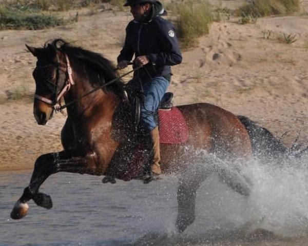 horse Rumba (Pura Raza Espanola (PRE), 2010)