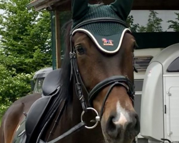 dressage horse Lucy B 3 (German Sport Horse, 2014, from Henglein's Licosto)