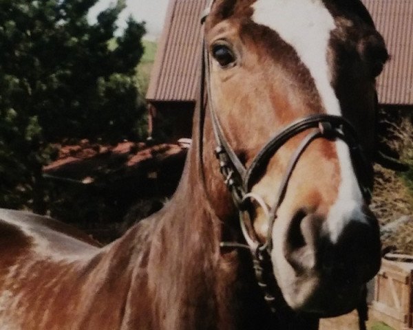Pferd Freixenet 13 (Württemberger, 1991, von Flirt)