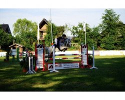 jumper Beauty-Boy (German Riding Pony, 2003, from Brillant)