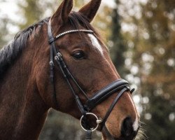 jumper Firth of tay (Hanoverian, 2008, from For Edition)