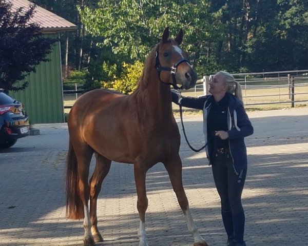 dressage horse Dragan Dothias E (German Riding Pony, 2013, from Dimension AT NRW)