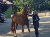 dressage horse Dragan Dothias E (German Riding Pony, 2013, from Dimension AT NRW)