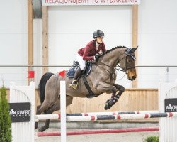 jumper Bijzonder S (KWPN (Royal Dutch Sporthorse), 2006, from Abke 4)