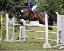 jumper Royal Girl 4 (Hanoverian, 2002, from Royal Diamond)