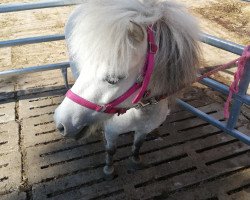 broodmare Baileys On Ice (Dt.Part-bred Shetland pony, 2014, from Bacardi Blue)