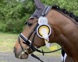 dressage horse Look at me 57 (Oldenburg, 2006, from Daddy Cool)