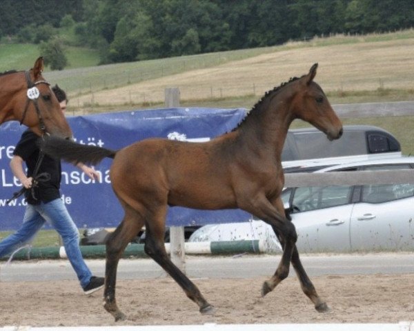 Springpferd Carlotta Vom Heimental (Deutsches Sportpferd, 2018, von Checkter)