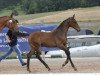 jumper Carlotta Vom Heimental (German Sport Horse, 2018, from K.i Checkter)