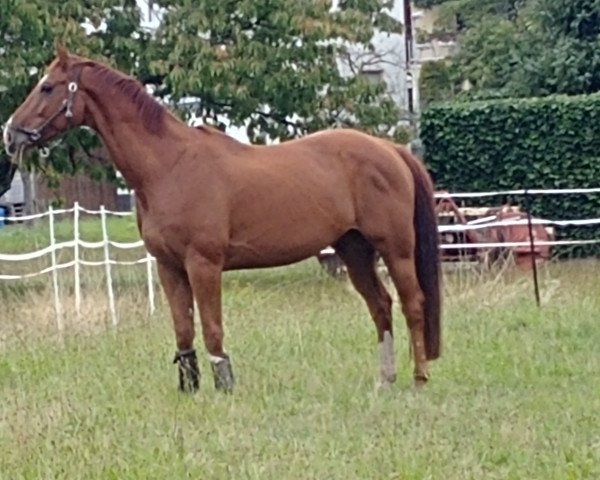 dressage horse Don Weltino M (Oldenburg, 2009, from Don Laurie II)