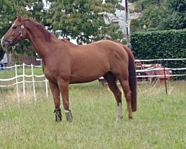 Dressurpferd Don Weltino M (Oldenburger, 2009, von Don Laurie II)