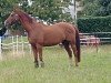 dressage horse Don Weltino M (Oldenburg, 2009, from Don Laurie II)