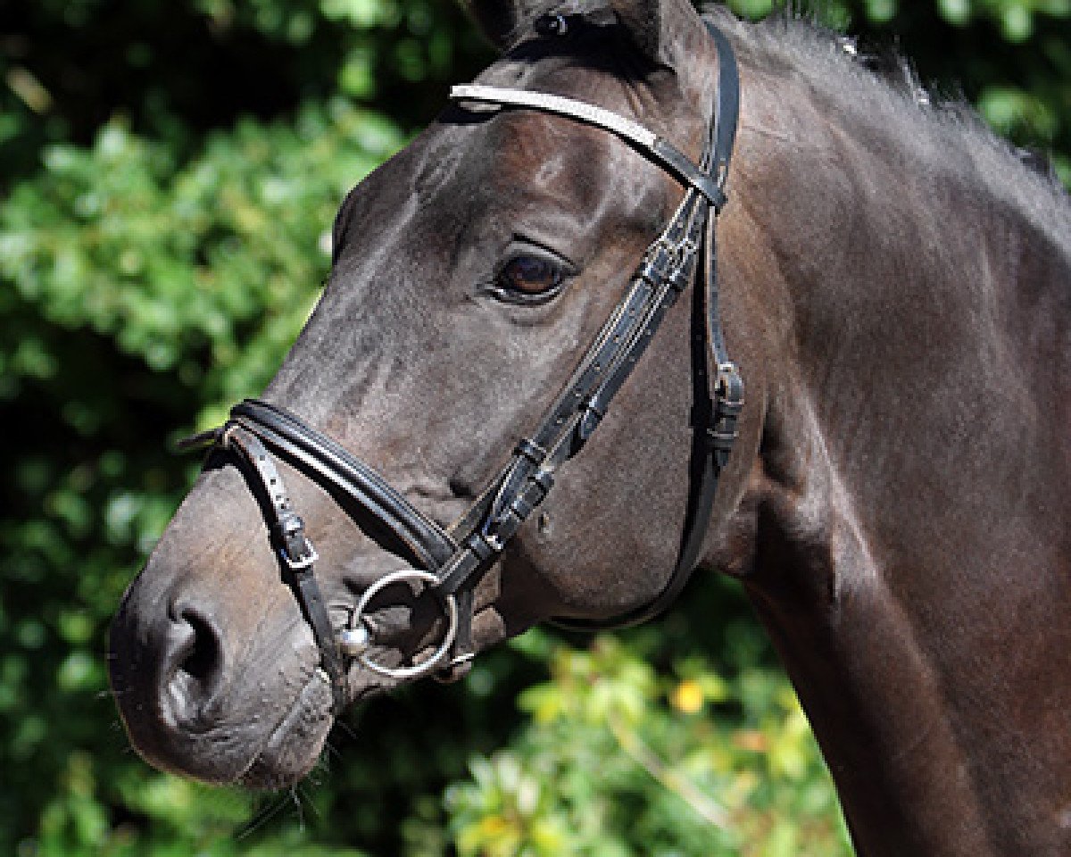 Dressurpferd Roderich 21 (Trakehner, 2009, von Hibiskus)