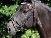 dressage horse Roderich 21 (Trakehner, 2009, from Hibiskus)