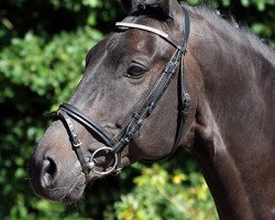 dressage horse Roderich 21 (Trakehner, 2009, from Hibiskus)