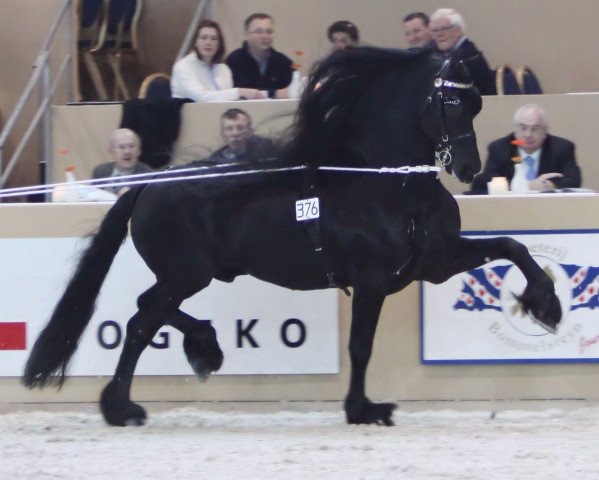 stallion Onne 376 (Friese, 1996, from Leffert 306)