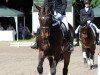 dressage horse Ligthning (Zweibrücken, 2012, from Lord Nobel S)