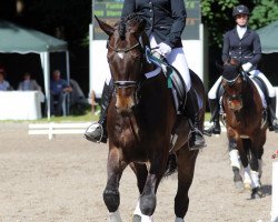 dressage horse Ligthning (Zweibrücken, 2012, from Lord Nobel S)