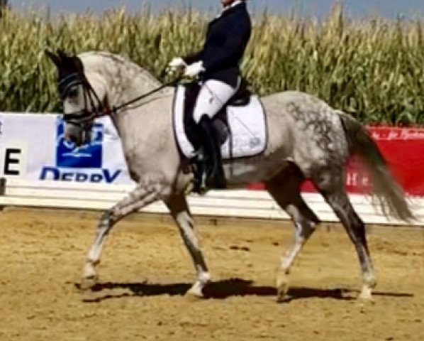 dressage horse Connecticut 13 (German Riding Pony, 2010, from Cornetto)