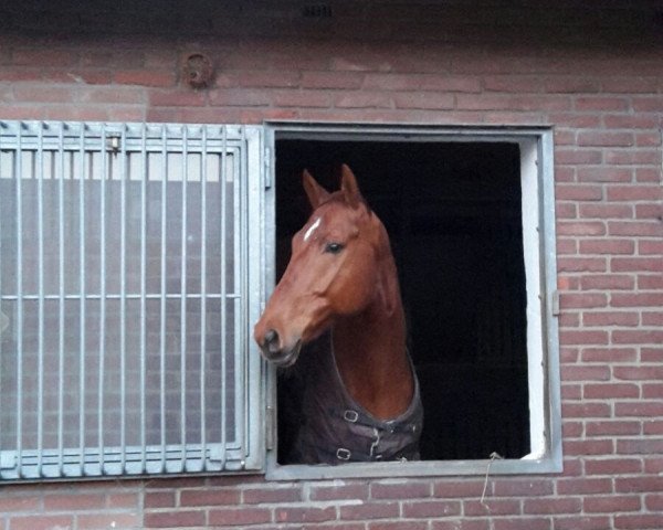 horse Idefux (Hanoverian, 2009, from Ibisco xx)