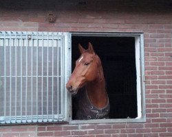 horse Idefux (Hanoverian, 2009, from Ibisco xx)