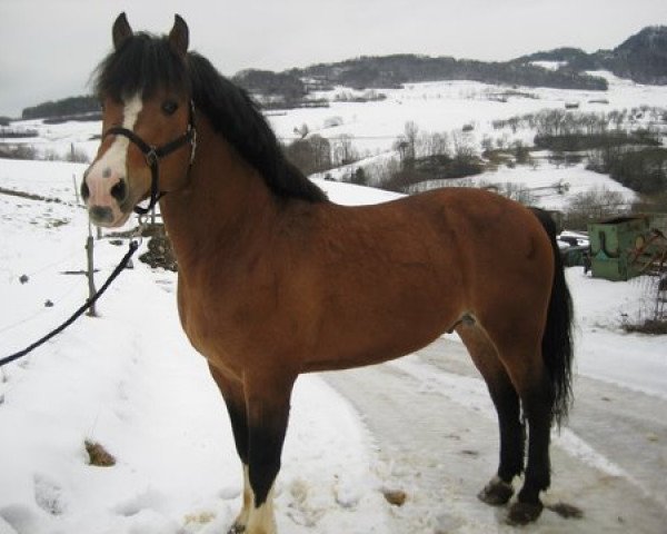 stallion Herault (Freiberger, 1999, from Henderson)
