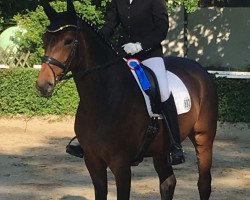 dressage horse Sine Insignia (Hanoverian, 2013, from Spörcken)