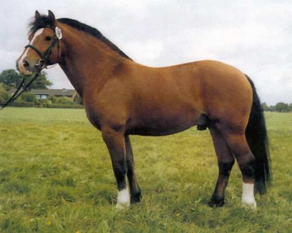 stallion Espion (Freiberger, 1991, from Estafette)