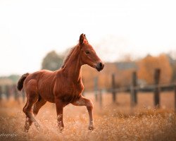 dressage horse Baron Jazz SF (Westphalian, 2019, from Baron)