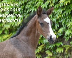 dressage horse Delington (Westphalian, 2019, from Blue Hors Dreamline)