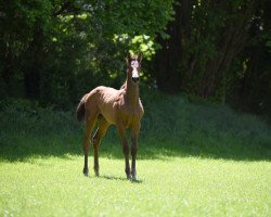 Springpferd Kara (Westfale, 2019, von Karajan)