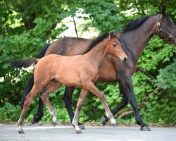 broodmare Diana (Westphalian, 2009, from Diarado)