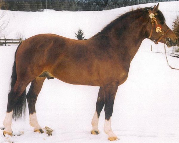 stallion Ravel (Freiberger, 1993, from Roucki)