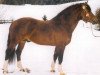 stallion Ravel (Freiberger, 1993, from Roucki)
