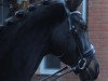 dressage horse Rocco Grandioso (Westphalian, 2013, from Rock Forever NRW)