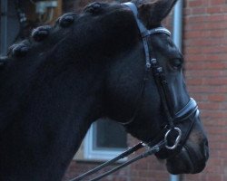 dressage horse Rocco Grandioso (Westphalian, 2013, from Rock Forever NRW)