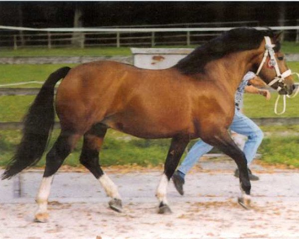 stallion Radorn (Freiberger, 1991, from Rahyann)