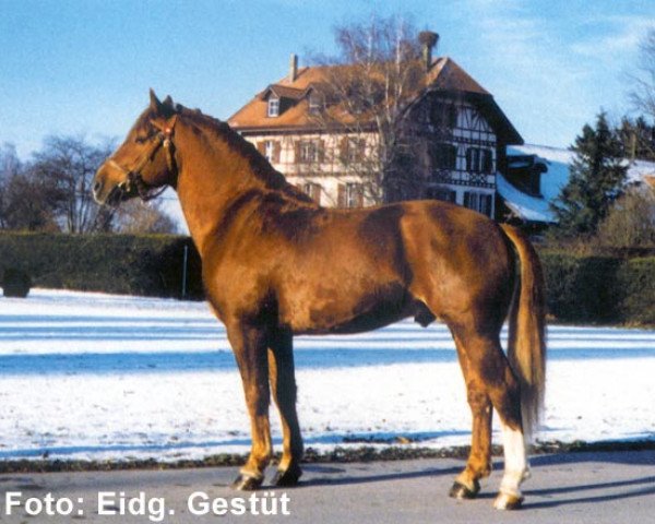 Pferd Nicolo CH (Freiberger, 1988, von Neptun)