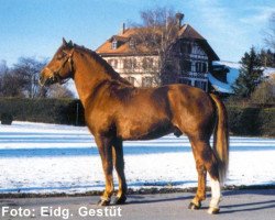 Deckhengst Nicolo CH (Freiberger, 1988, von Neptun)