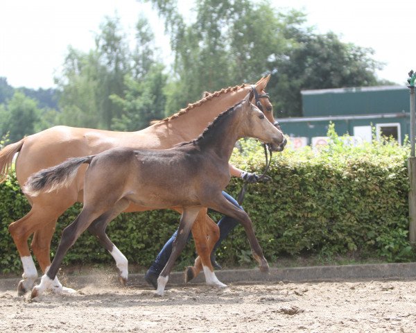 dressage horse Carlchen de Luxe (German Riding Pony, 2017, from FS Champion de Luxe)